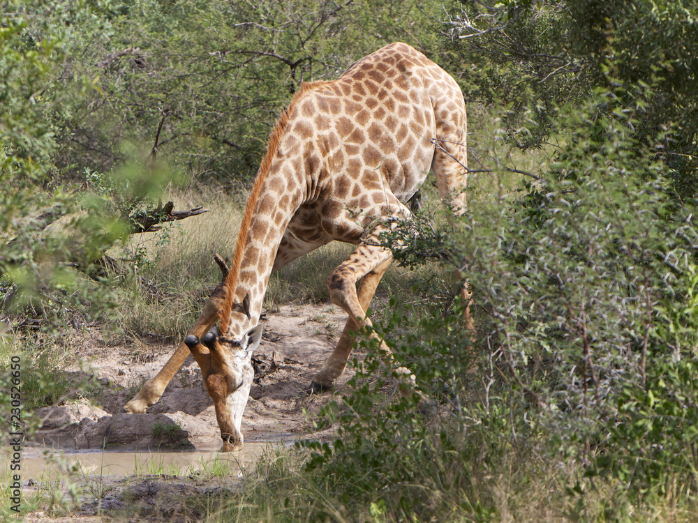 Giraffe Drinking