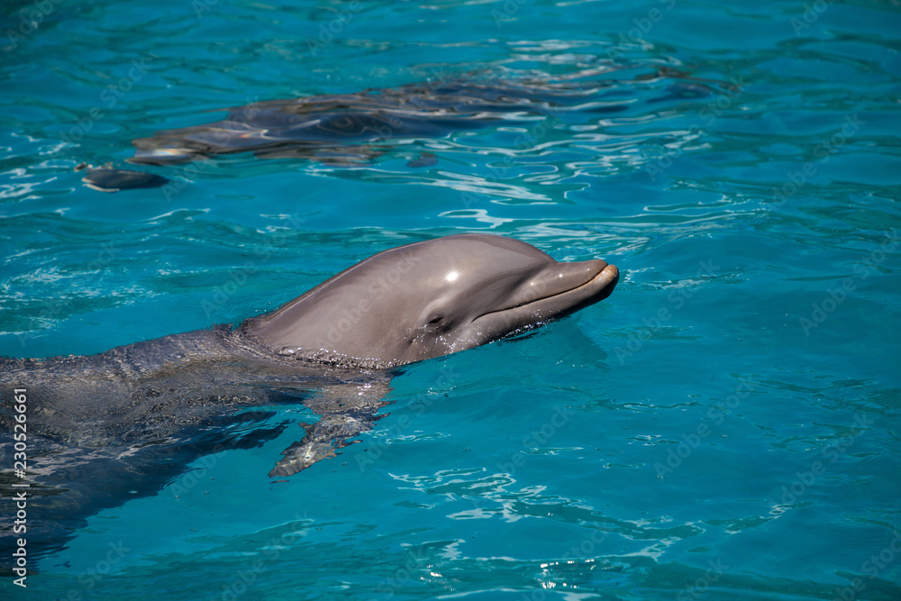 Obraz premium Delfin butlonosy Tursiops truncatus pływa wzdłuż linii brzegowej Key West