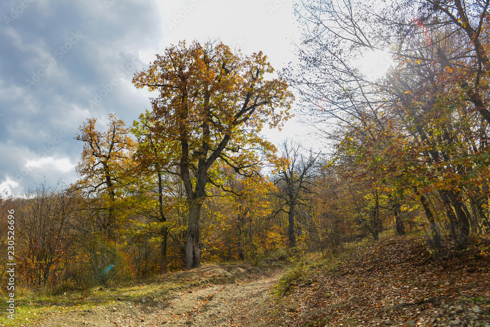 Fototapeta premium Colorful stunning autumn forest landscape in October