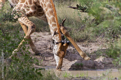 Obraz na płótnie Giraffe Drinking w salonie