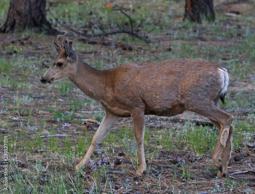 A Mule Deer (Odocoileus hemionus) feeding on grass. Shot in Rocky Mountain National Park, Colorado.