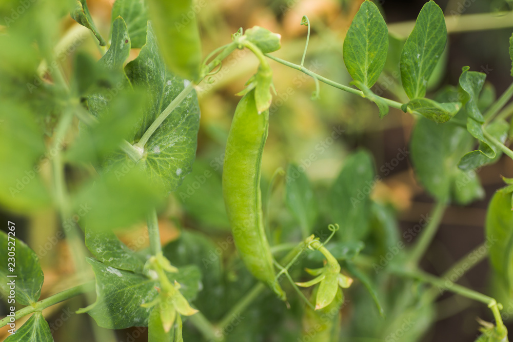 Pisum sativum, pea, garden peas in the garden. Young pea sprouts. Pea pod on bush close-up. Vegetarian food. Pisum sativum, pea, garden peas in the garden. Young pea sprouts. Pea pod on bush close-up. Vegetarian food.