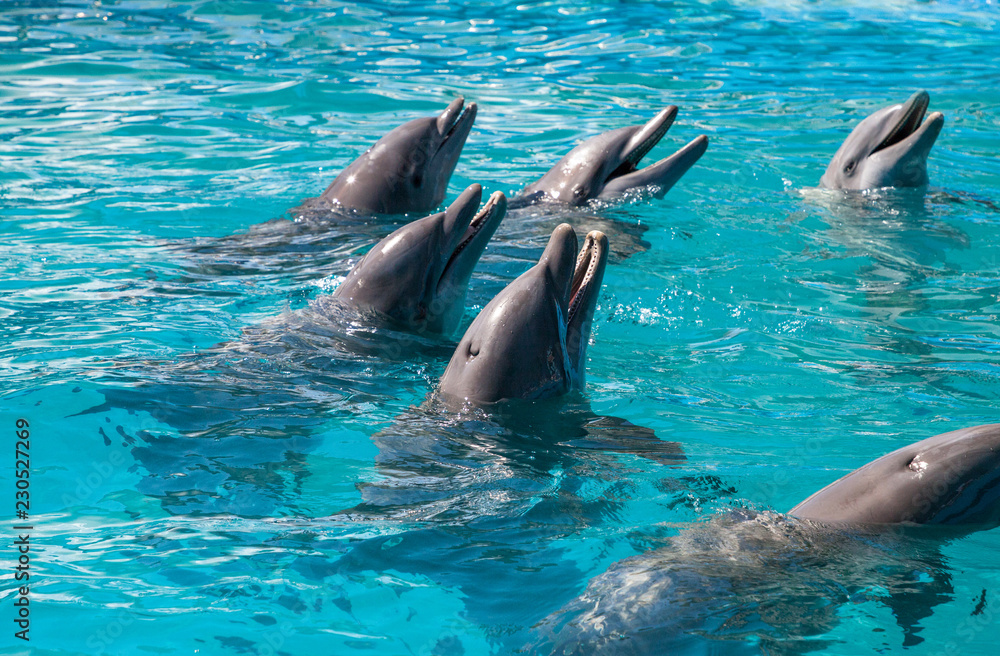 Fototapeta premium Delfin butlonosy Tursiops truncatus pływa wzdłuż linii brzegowej Key West