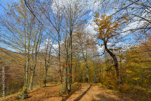 Fototapeta Naklejka Na Ścianę i Meble -  Colorful stunning autumn forest landscape in October