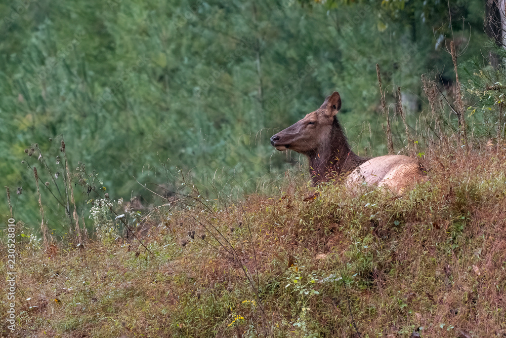 Fototapeta premium Cow Elk on hill
