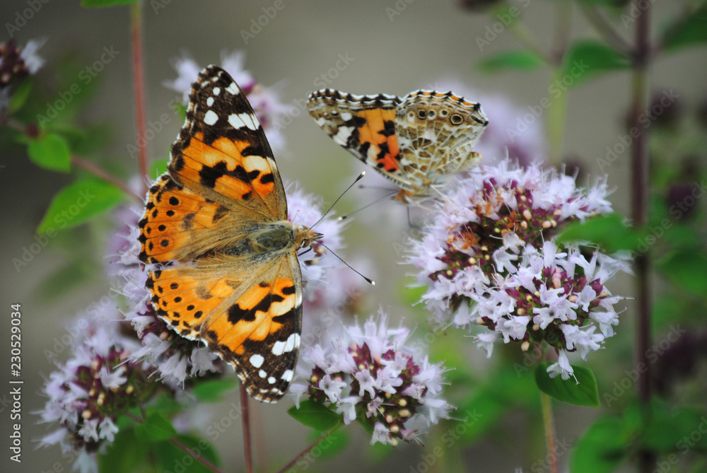 Obraz premium butterflies on a flower