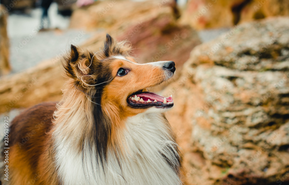 A portrait of a young beautiful dog of sheltie breed with stones at the background. Concept of having a pet friend
