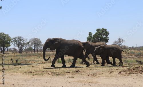 Zambian Elephant