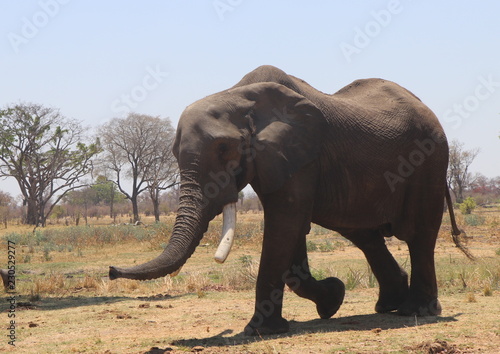 Zambian Elephant