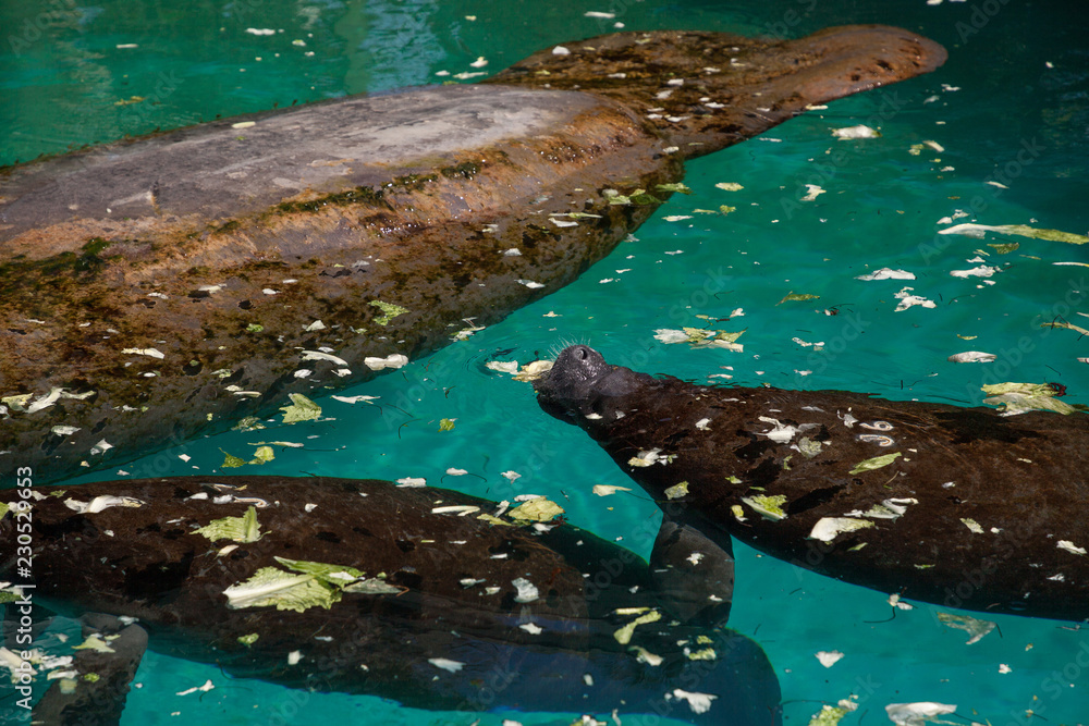 Foto de Florida manatee also called the West Indian manatee or sea cow
