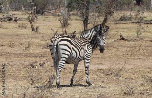 Zambian Zebra