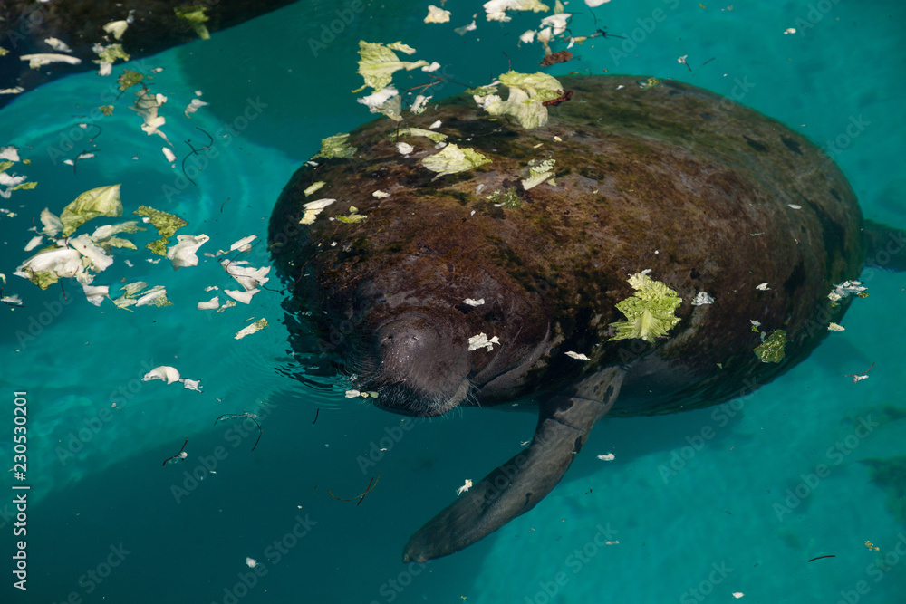 Florida manatee also called the West Indian manatee or sea cow