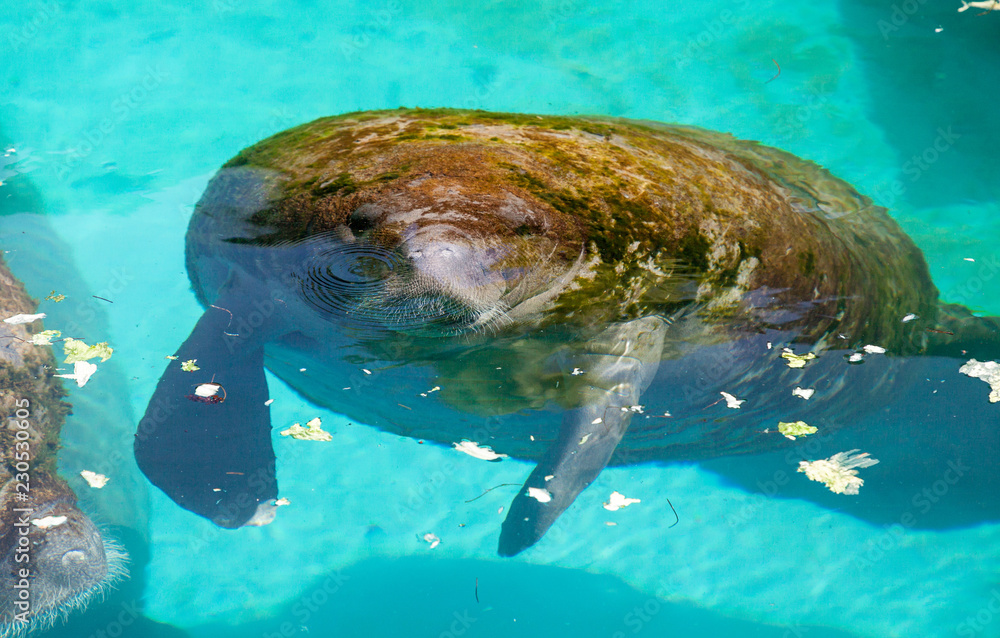 Foto de Florida manatee also called the West Indian manatee or sea cow