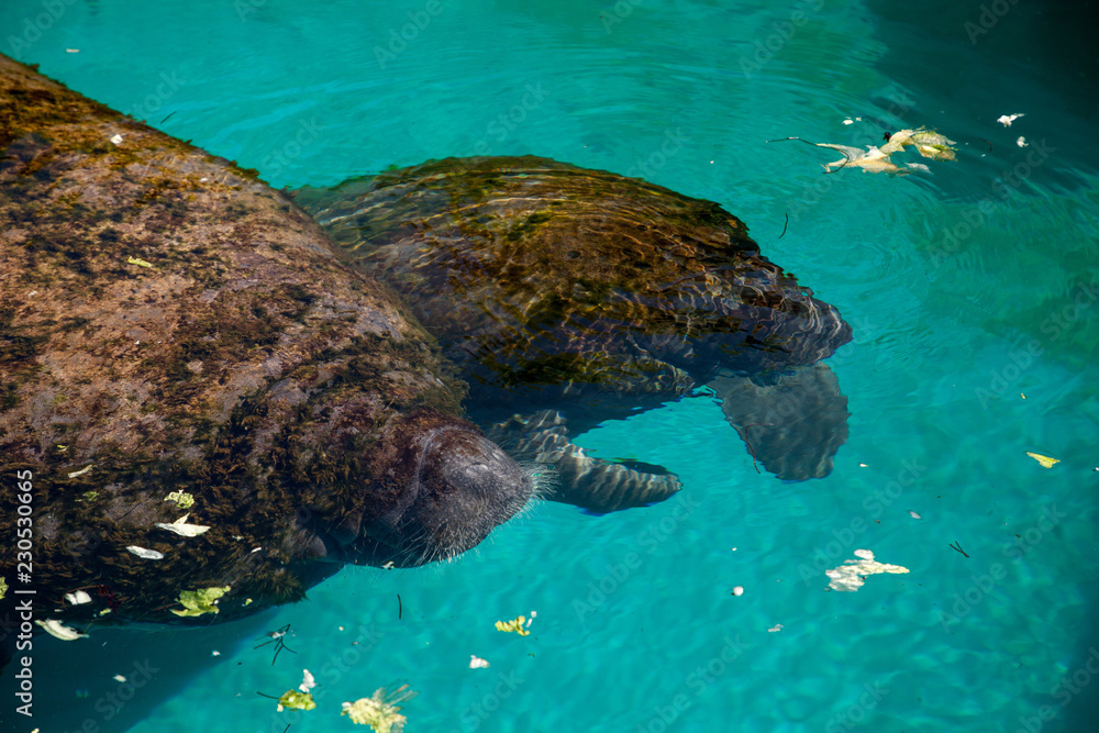 Florida manatee also called the West Indian manatee or sea cow