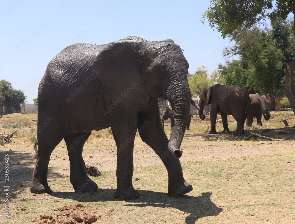 Obraz premium Zambian Elephant