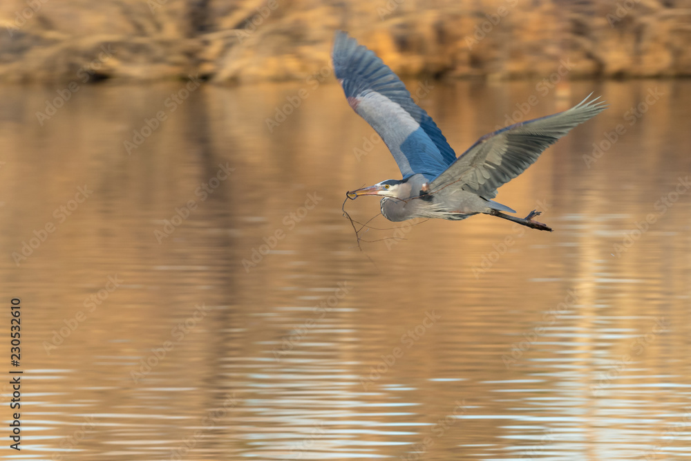 Heron Nest Building Heron Nest Building