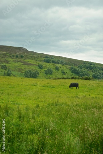 A Black Angus bull grazing on a hillside farm in the Highlands of Scotland.