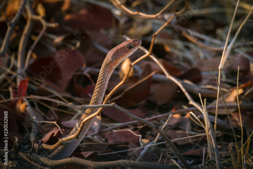 Cape house snake in Kruger National park, South Africa ; Specie Boaedon capensis family of Lamprophiidae