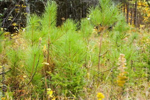 Multiple varieties of small pine trees on the woodland ground near Hinckley Minnesota photo