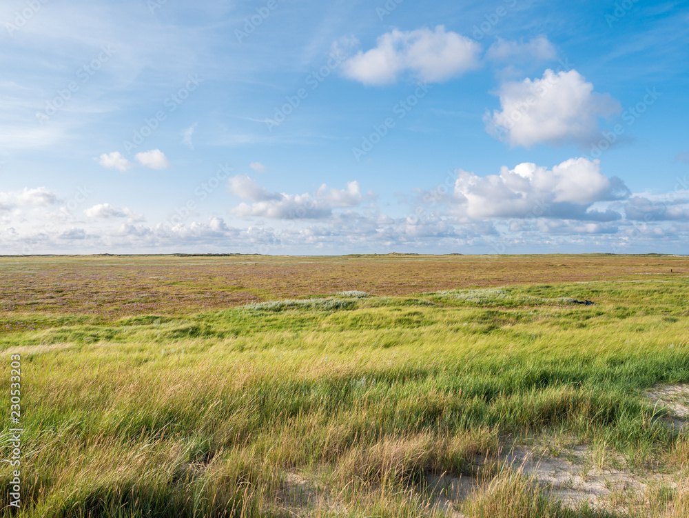 Salt marshes with sand couch and marram grass and sea lavender in nature reserve Boschplaat on island Terschelling, Netherlands