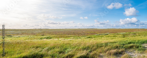 Panorama of salt marshes with sand couch and marram grass and sea lavender in nature reserve Boschplaat on island Terschelling, Netherlands photo