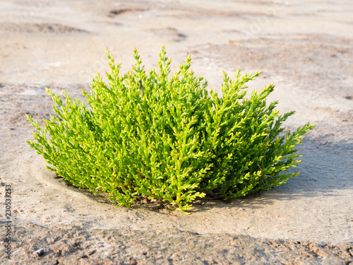 Common glasswort plant, Salicornia europaea, growing in sand of tidal flats at low tide of Waddensea in nature reserve Boschplaat on Terschelling, Netherlands
