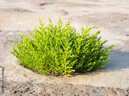 Common glasswort plant, Salicornia europaea, growing in sand of tidal flats at low tide of Waddensea in nature reserve Boschplaat on Terschelling, Netherlands photo