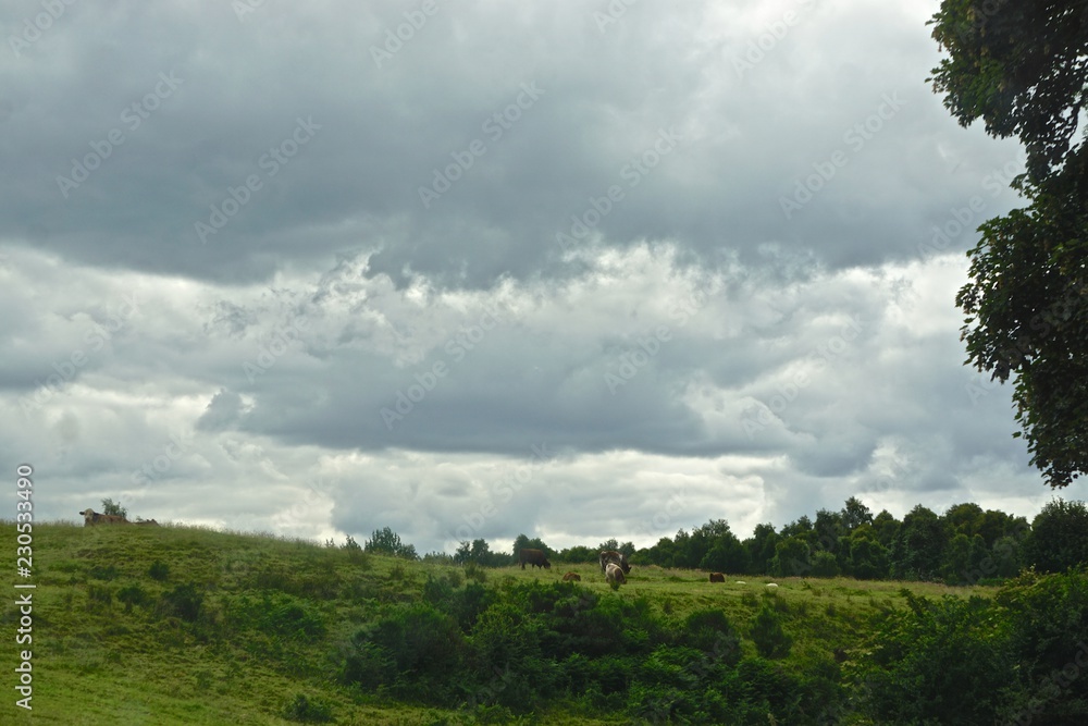 Fototapeta premium Cattle grazing in a field under a cloudy sky in the Highlands of Scotland.