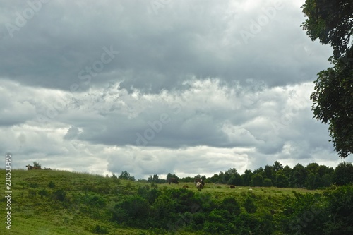 Cattle grazing in a field under a cloudy sky in the Highlands of Scotland.