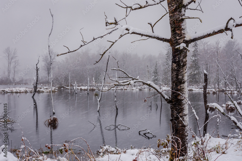 Snow storm in wetlands pond, snow blowing across camera Snow storm in wetlands pond, snow blowing across camera