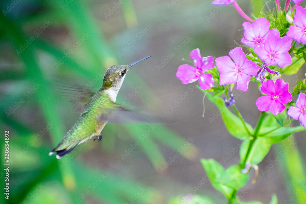 Obraz premium hummingbird in flight