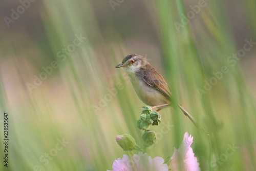 close up cute bird with flowers in nature