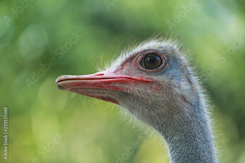 close up Ostrich in nature