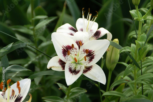 White lily with small amount of maroon in center surrounded by green leaves in North Dakota