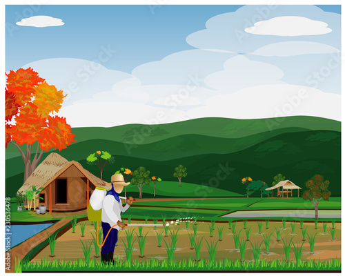 farmer spray manure in paddy field vector design