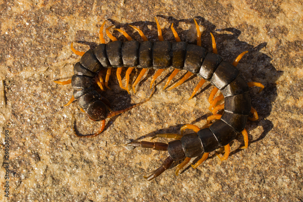 Fototapeta premium Mediterranean banded centipede. Scolopendra cingulata.