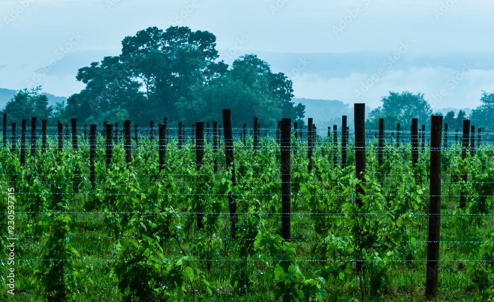 Fototapeta premium Vineyard Rain Drops