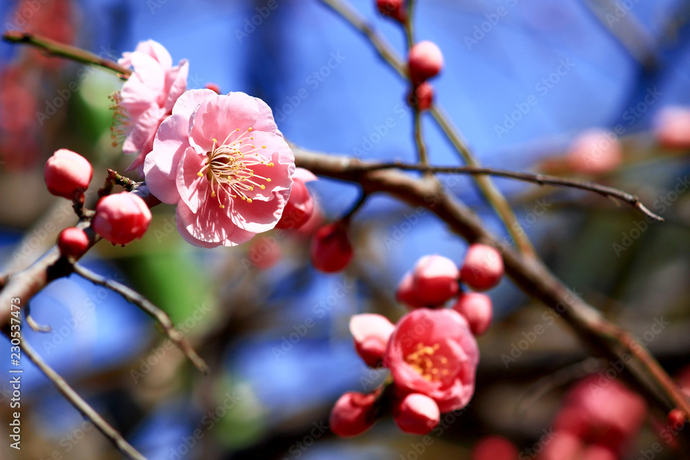 Japanese plum blossoms in early spring Japanese plum blossoms in early spring