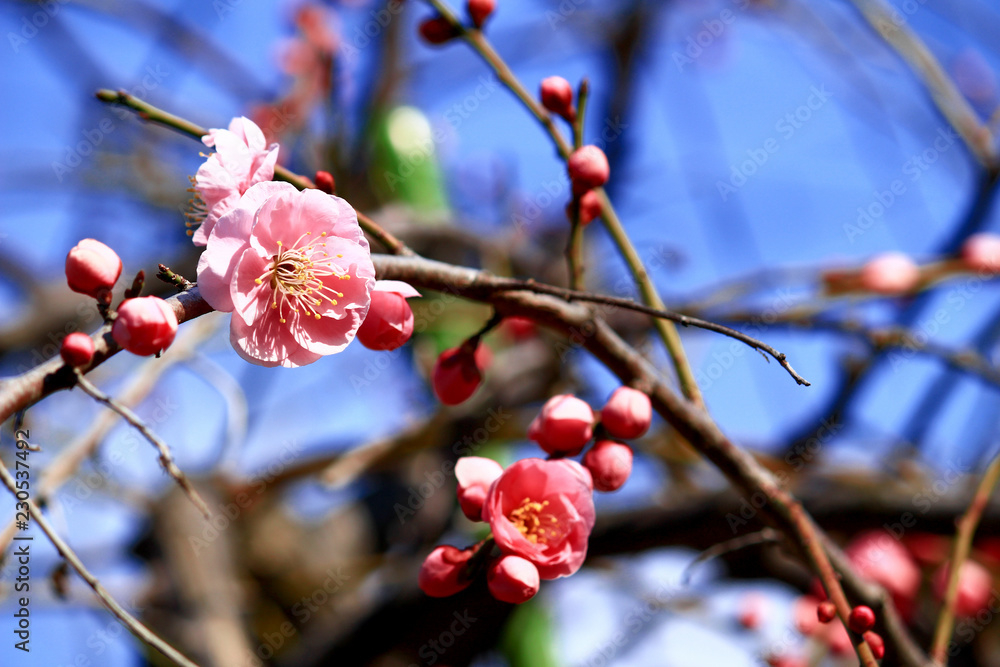 Japanese plum blossoms in early spring Japanese plum blossoms in early spring