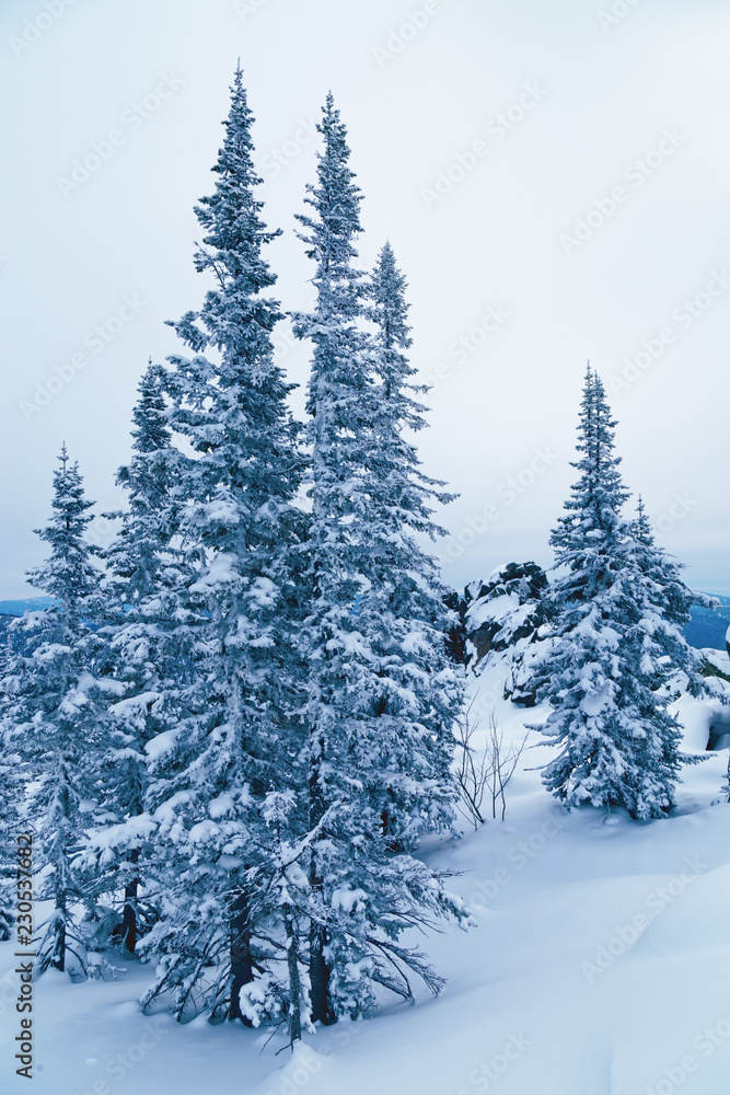 Snow-covered pine trees blue toned with copy space. Winter landscape with tree and snow