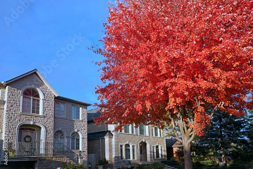 tree lined residential street with fall color on red maple tree