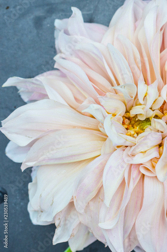 pink dahlia  photo