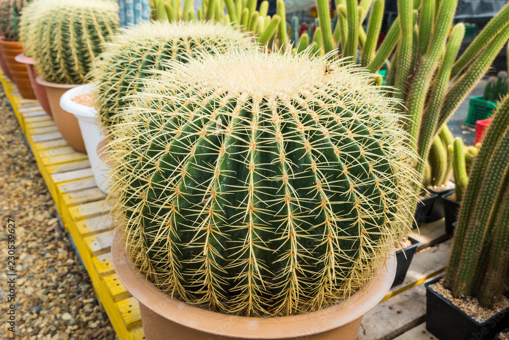 Cactus in the pot for planting arranged in rows select and soft focus. Cactus background and texture or copy space. Cactus in the pot for planting arranged in rows select and soft focus. Cactus background and texture or copy space.