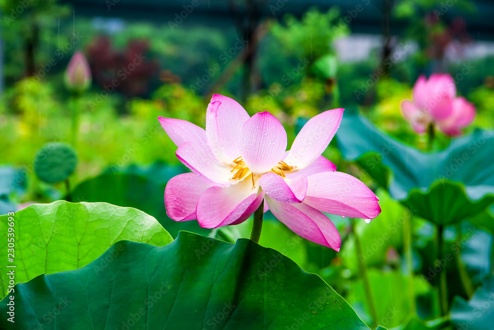 Lotus blooming in the pond Lotus blooming in the pond