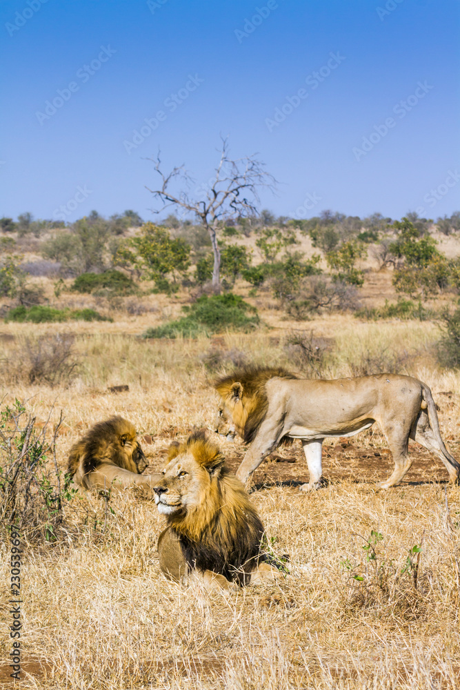 Naklejka premium African lion in Kruger National park, South Africa ; Specie Panthera leo family of Felidae