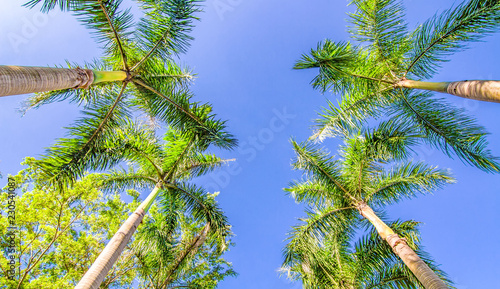 palm tree and blue sky