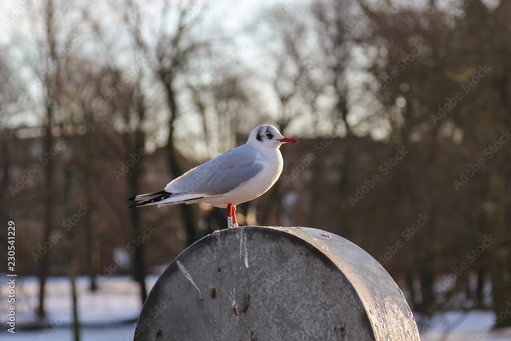 Fototapeta premium seagull sitting on a barrel in Copenhagen, Denmark