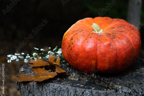Pumpkin on a tree stump