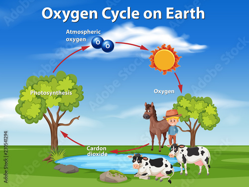 Oxygen cycle on earth