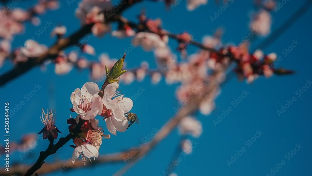 Beautiful pink flowers in Springtime.
Magic Lantern Raw Video Beautiful pink flowers in Springtime.
Magic Lantern Raw Video